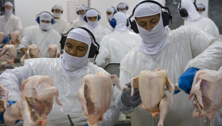FAO projeta um crescimento na produção da carne de frango em 2,4%