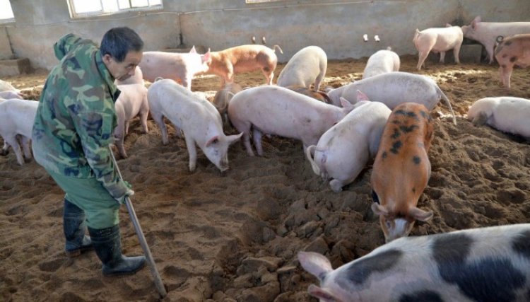 Cooperativas visam oportunidade com a crise da Peste Suína na China