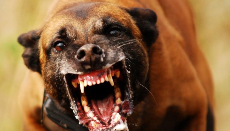 Cachorros atacam e mata homem em Formosa