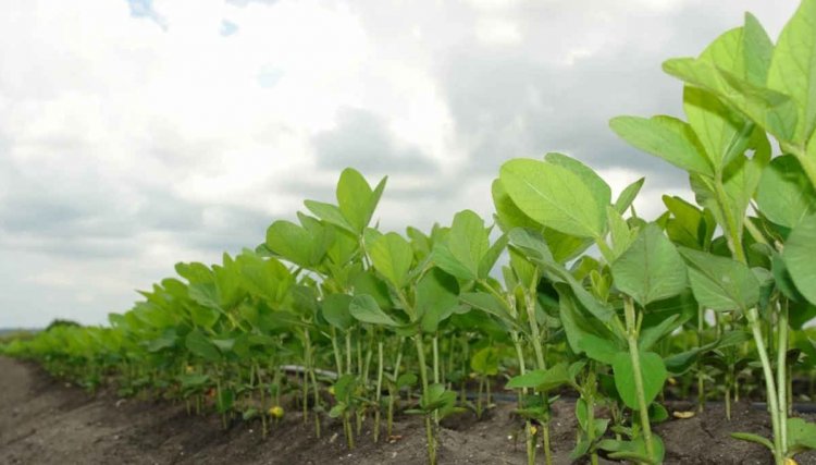 Soja: depois da área recorde nos EUA, se o clima for favorável até os US$ 15 estão ameaçados
