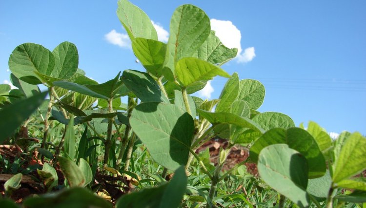 Softwares de gestão auxiliam produtores de soja do pré-plantio até a venda