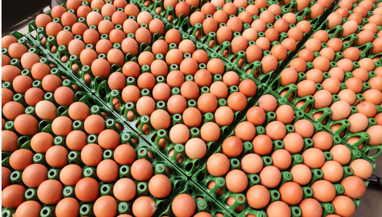 Produção de ovos do Paraná cresce 72% em uma década e mercado segue em expansão
