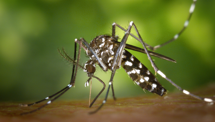 Cafelândia confirma 35 casos de Dengue e risco de epidemia 