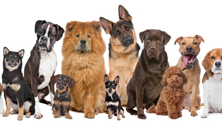 Projeto de lei quer incluir direitos dos animais no currículo escolar