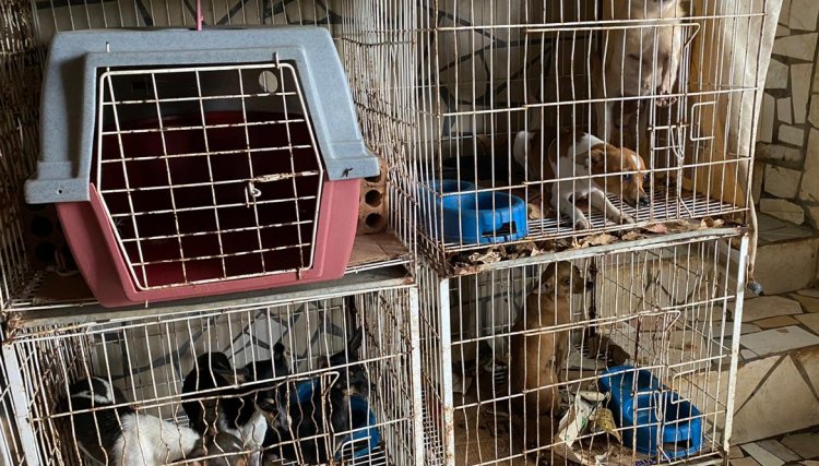 Polícia Civil resgata cerca de 400 animais no PR