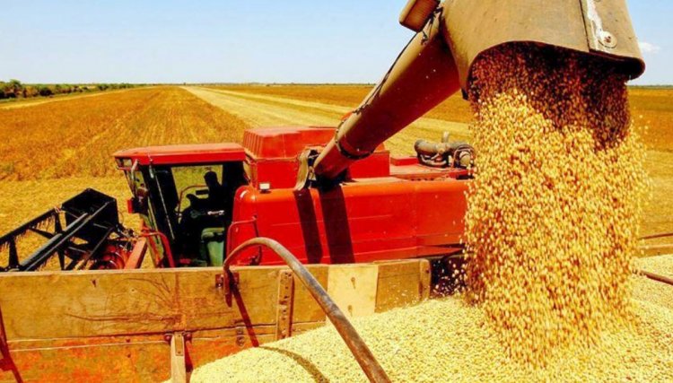 Colheita da soja avança e chega a 60% na região da Copacol