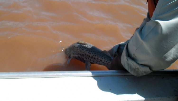 PR proíbe pesca em rios durante crise hídrica