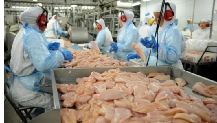 650 mil frangos podem ser sacrificados até segunda-feira, devido a interditação de abatedouro 