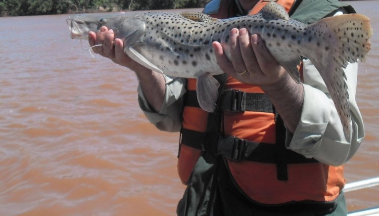 Paraná libera pesca nas represas e lagos