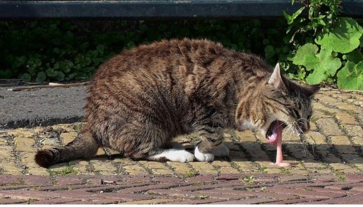 Seis gatos são mortos por envenenamento na região 