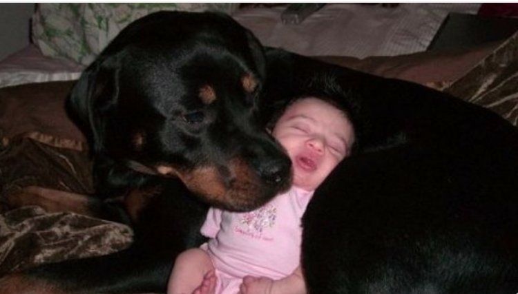 Cão da raça Rottweiler passa a noite cuidando de bebê que foi abandonado
