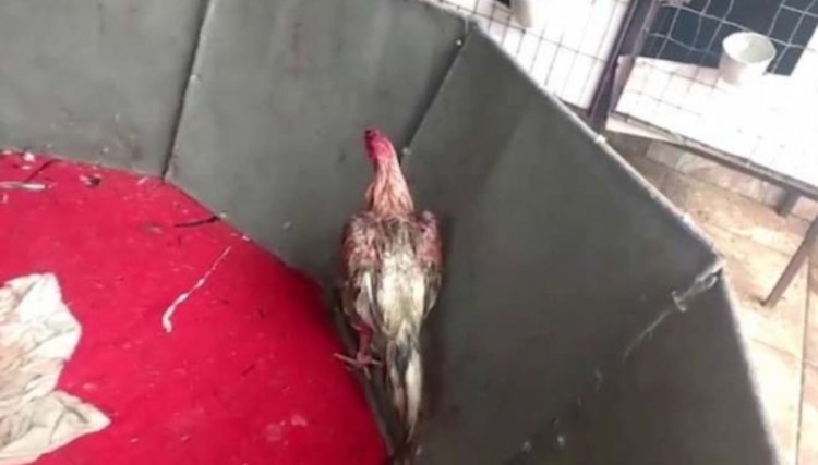 Após denúncia de aglomeração, PM descobre Rinha de Galo