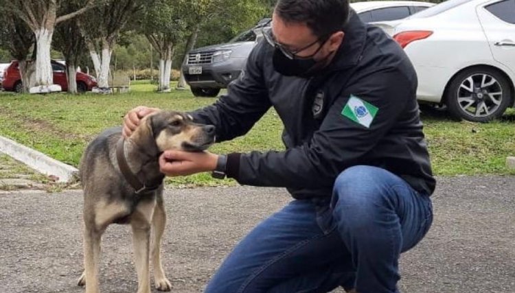 Cachorro tem ânus dilacerado após ser abusado por homem no PR