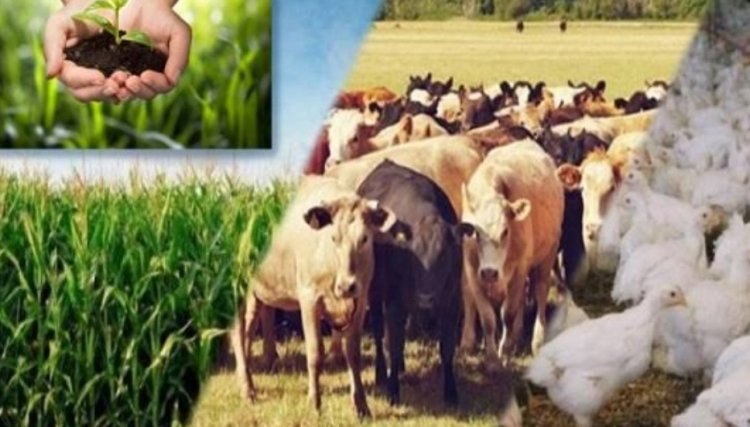 Com alta de 24,5%, exportações do agro batem recorde e ultrapassam os US$ 10 bilhões
