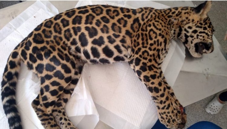 Filhote de onça-pintada morre após ser atropelado 