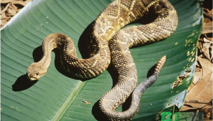 Mulher é encontrada morta com sinais de picada de cobra 