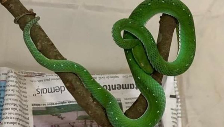 Ibama descarta sacrificar serpente peçonhenta mesmo sem ter antídoto no Brasil 