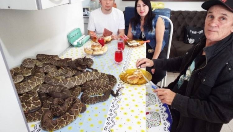 Homem cria cobras venenosas em casa e quantidade surpreende 