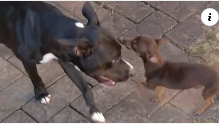 Pinscher é apontado como suspeito de engravidar cadela pitbull