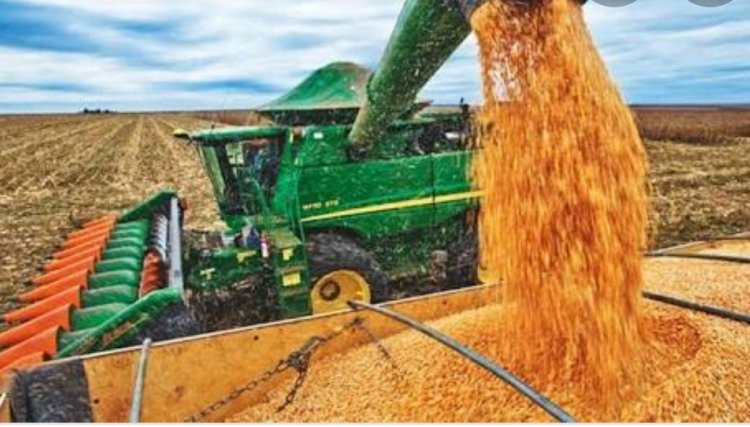Copacol já recebeu 50% da produção de milho dos seus cooperados 