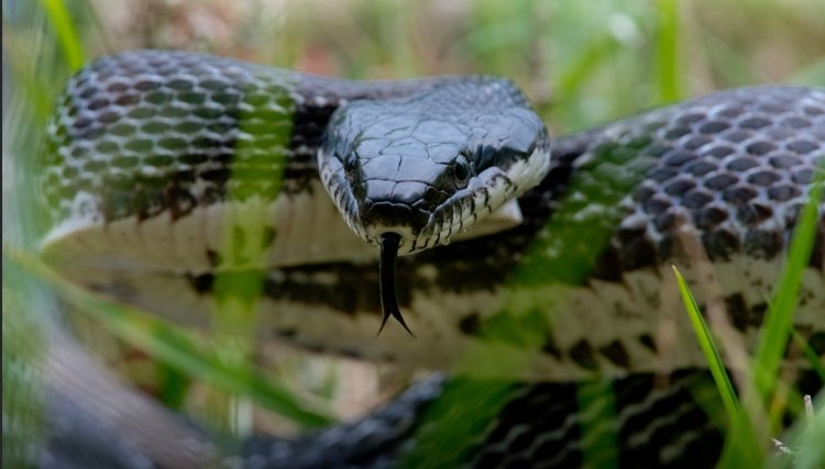 Já estão no Butantan Serpentes apreendidas em Brasília 