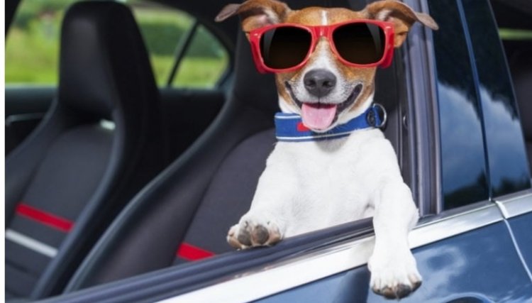 Você sabe a maneira correta de transportar seu animal de estimação? DETRAN tem algumas dicas