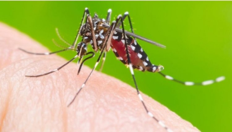 Paraná registra 182 novos casos de dengue no informe quinzenal