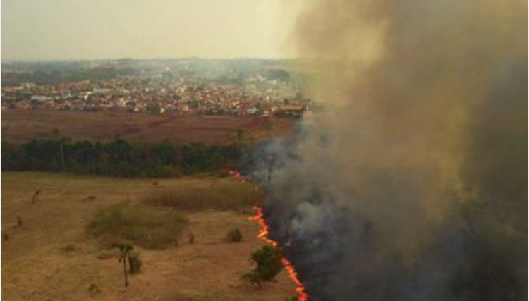 Em diligência no Pantanal, senadores dizem que cenário é devastador, veja o vídeo 
