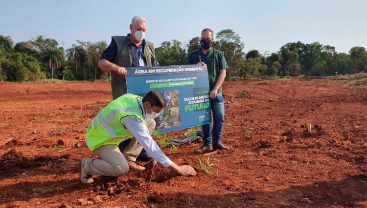 Aeroporto de Foz recebe árvores nativas para compensação ambiental