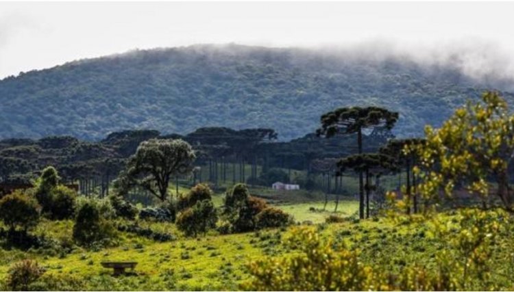 Evento desafia criatividade em soluções para a proteção da Mata Atlântica