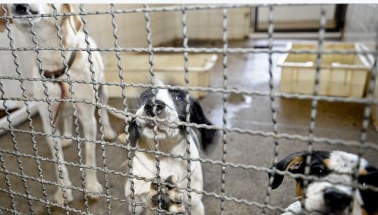 Adoção e abandono de animais domésticos aumentam durante a pandemia