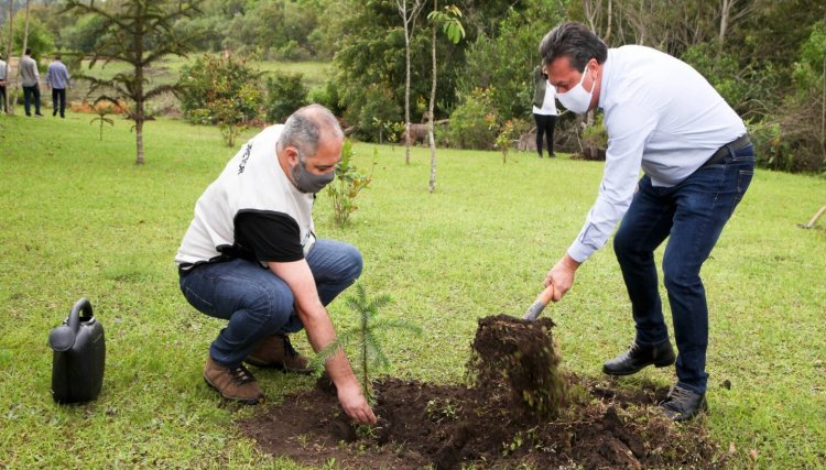 Estado reforça o reflorestamento com plantio de 46 mil mudas de araucária