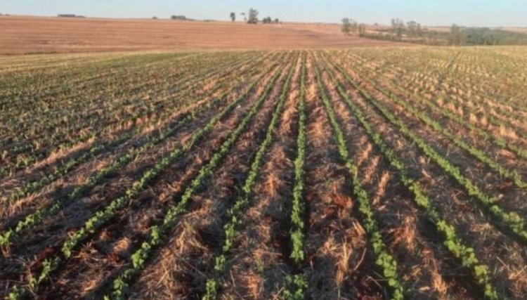 Área de soja da Coopavel (PR) não recebeu mais chuvas