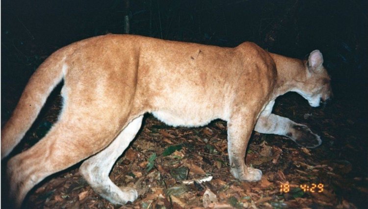 IBGE: Brasil tem 3.299 espécies de animais e plantas ameaçadas