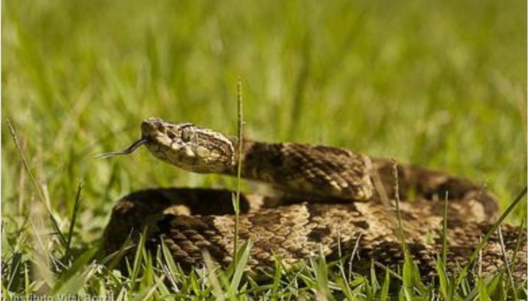 Veneno de serpente tem proteínas com potencial farmacológico