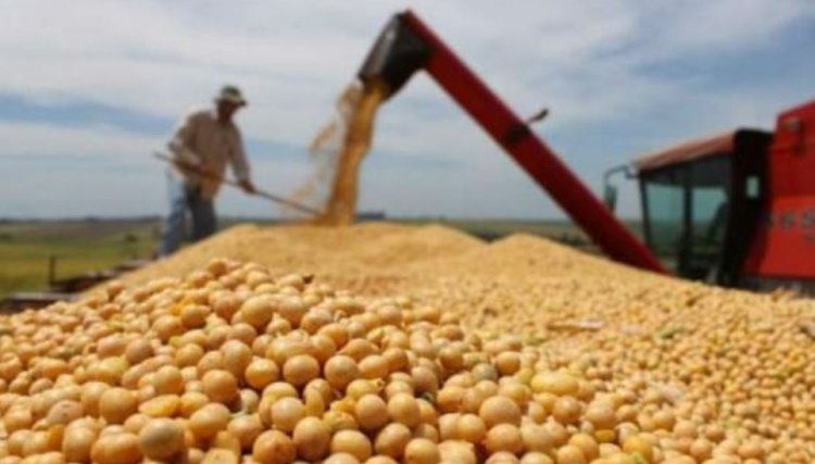 Paraná deve produzir 24 milhões de toneladas na safra de verão
