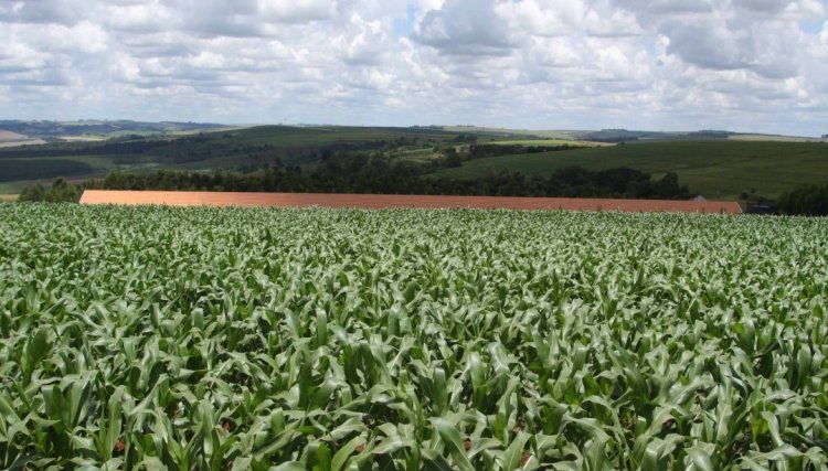 Safra de verão no Paraná deve ser recorde com 24,2 milhões de toneladas