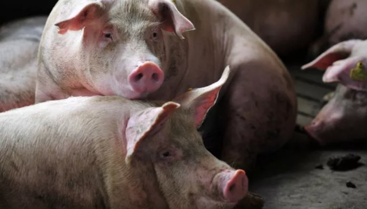 China registra o primeiro surto de peste suína em quase três meses