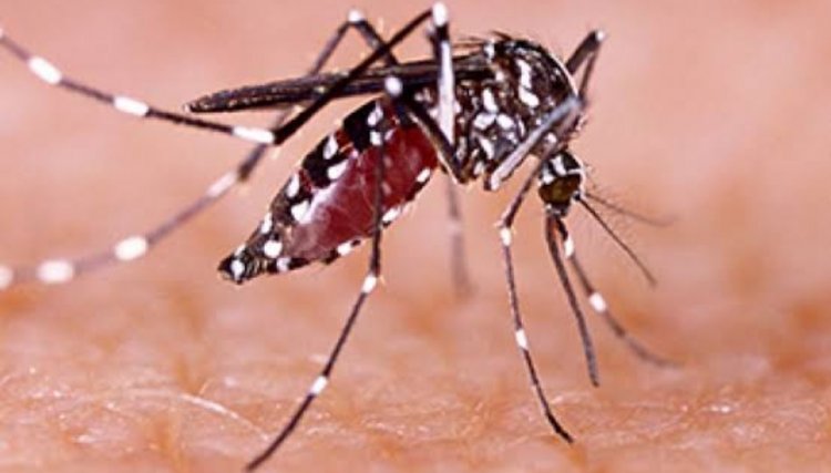Departamento de Saúde passa a divulgar toda sexta-feira Boletim da Dengue