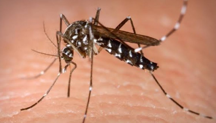 Eliminar criadouros para mosquitos deve ser trabalho constante para combater a dengue