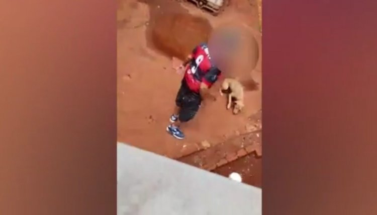 Homem é preso por torturar cães, veja o vídeo 