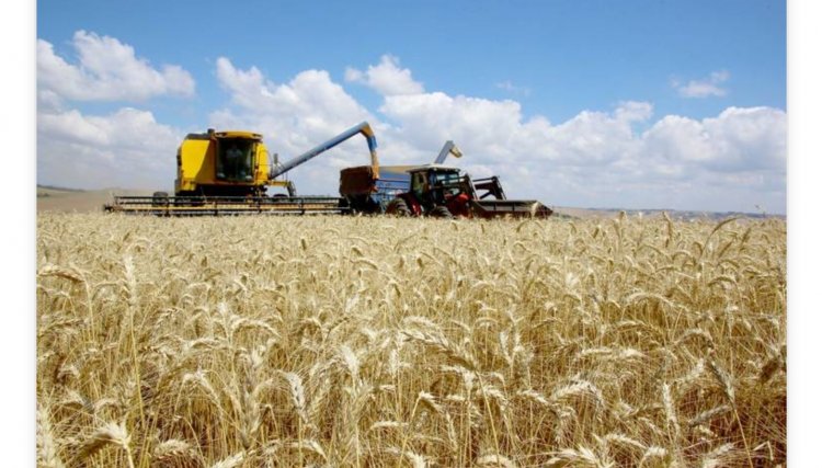 Ritmo do plantio de trigo ainda é lento, mas a expectativa é de produtividade recorde