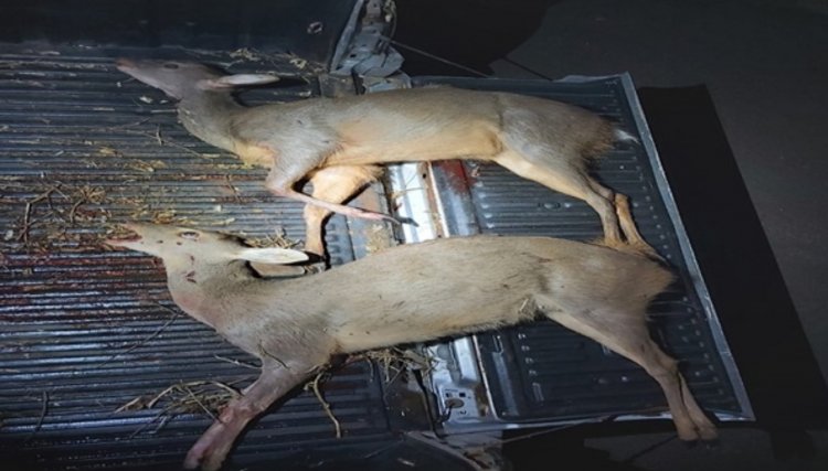 Homem é preso por porte ilegal de armas e abate de animais silvestres 