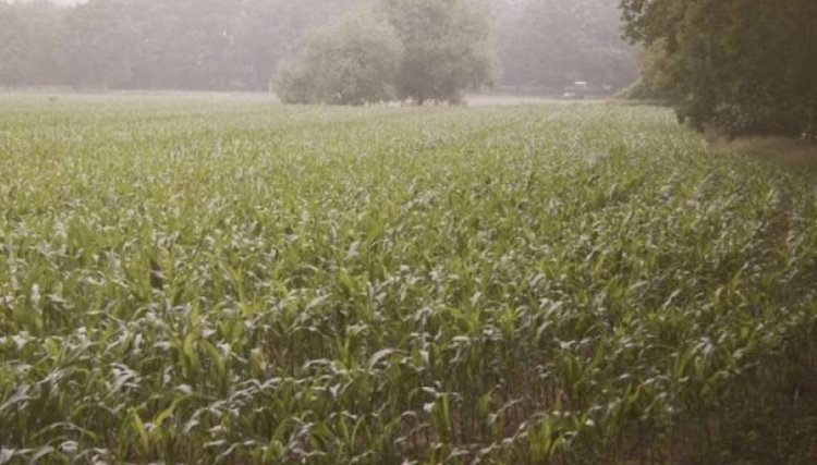 Volta da chuva ameniza impactos da longa estiagem na região Oeste 