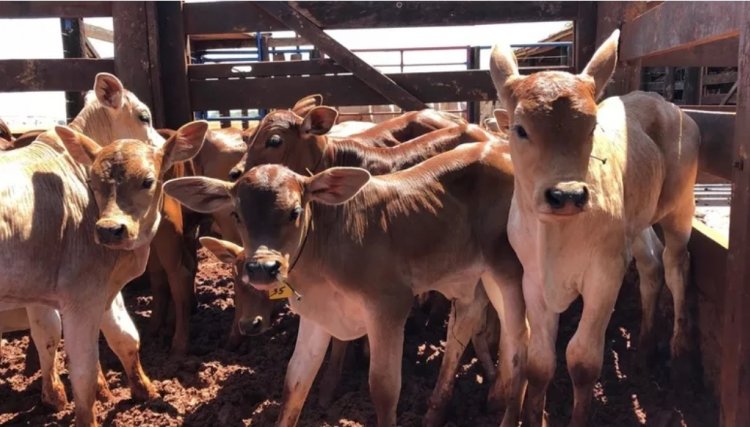 Bezerros são furtados de propriedade na Região 