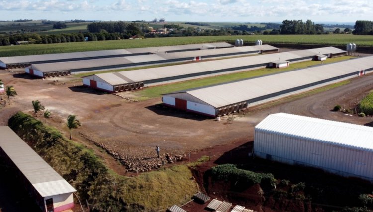 Veja qual cidade do Oeste é o carro-chefe da produção de frango no PR