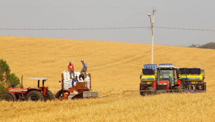 Produtores de milho começam plantio da 1ª safra com projeção de colher 4,1 milhões de toneladas