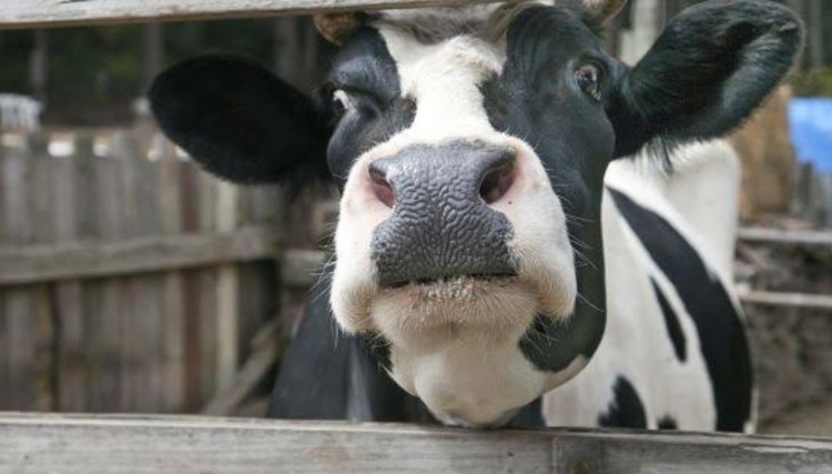 Brasil registra dois casos da doença da vaca louca