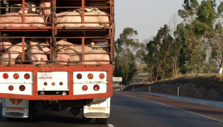 Indústria de carnes diz que bloqueios em estradas ainda não afetam o setor 
