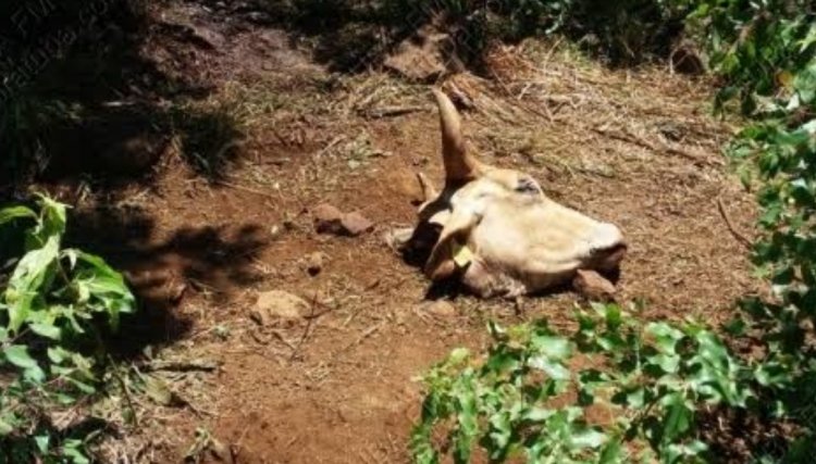 Animais são furtados e abatidos em propriedade de Nova Aurora 